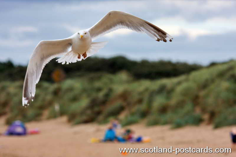 Sea Side Gull Sea Side Gull