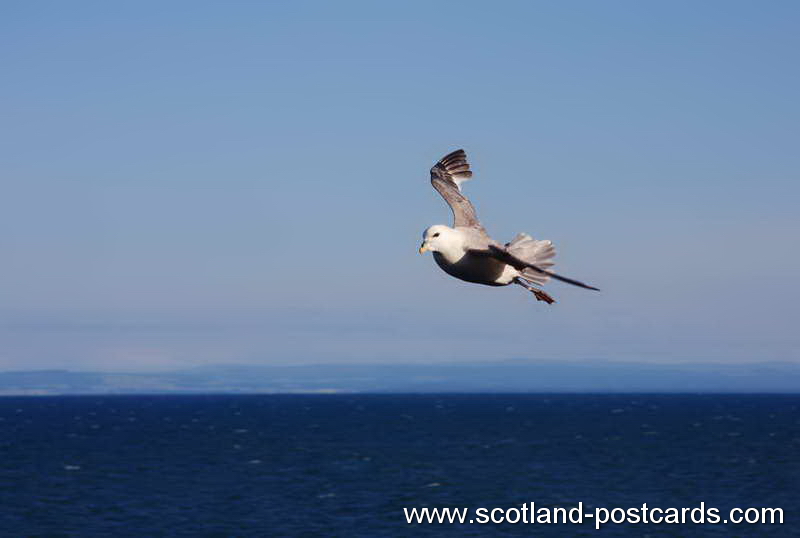 Seagull Drift Seagull Drift