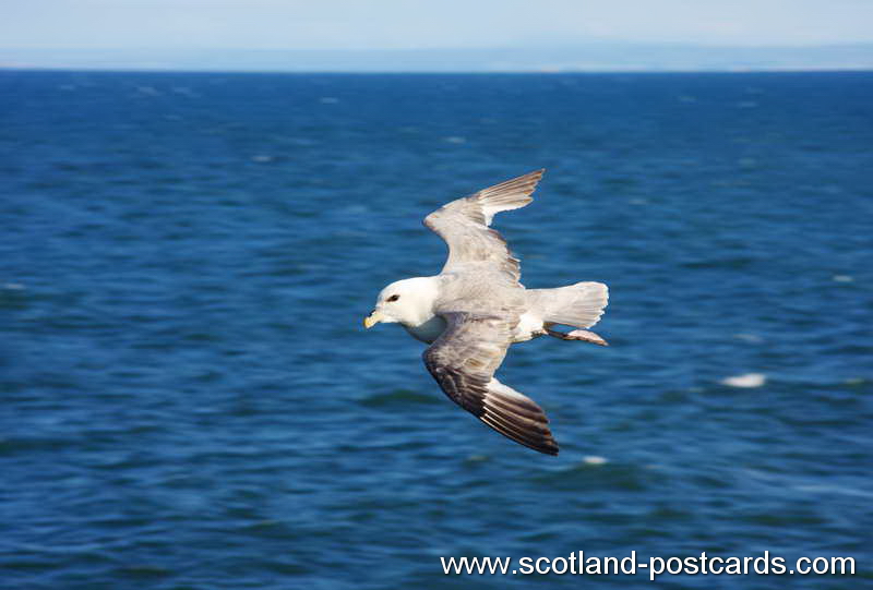 Seagull Flypast Seagull Flypast