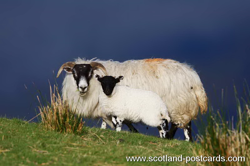 Sheepish Sheepish