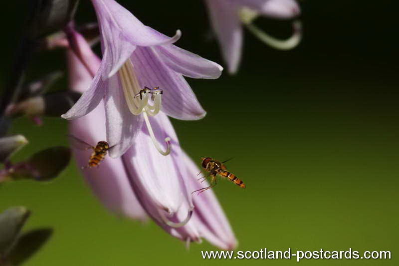 Simosyrphus Grandicornis Hoverflys Simosyrphus Grandicornis Hoverflys