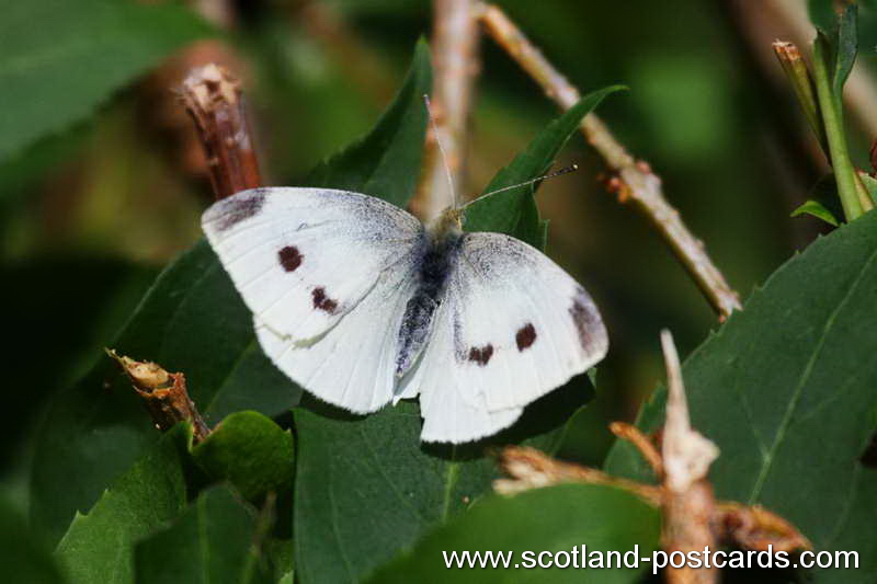 Small Cabbage White Female Small Cabbage White Female