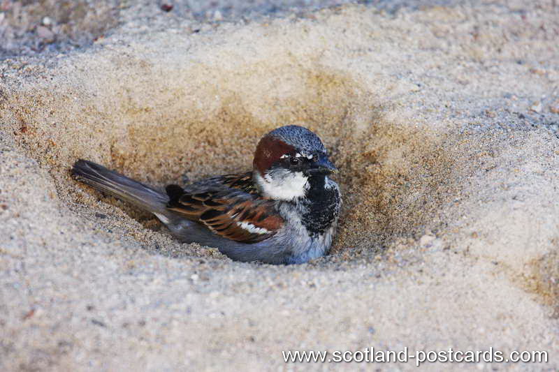 Sparrow Bath Sparrow Bath