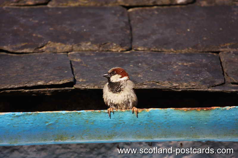 Sparrow Sparrow