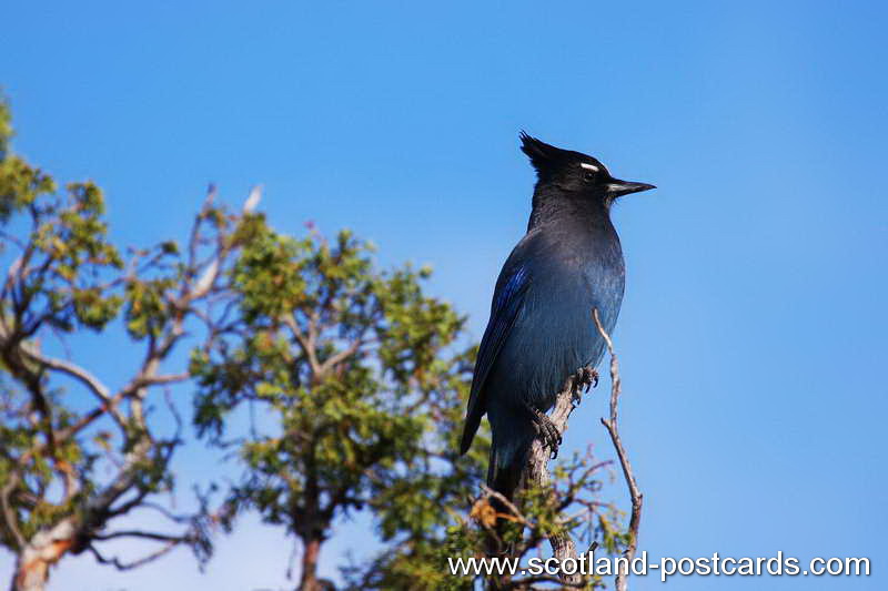 Steller Jay Steller Jay