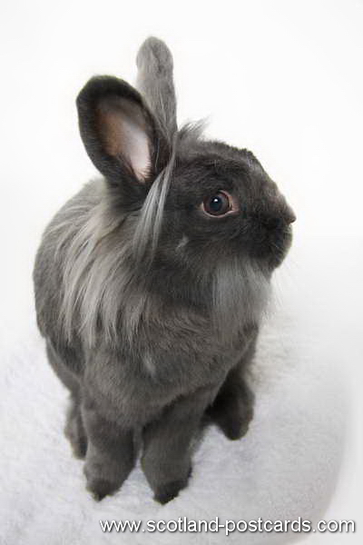 Stitch Rabbit Stitch Rabbit