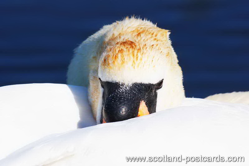 Swan Lake Swan Lake