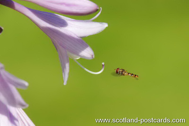 Syrphid Fly Syrphid Fly