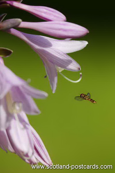 Syrphid Hoverfly Syrphid Hoverfly