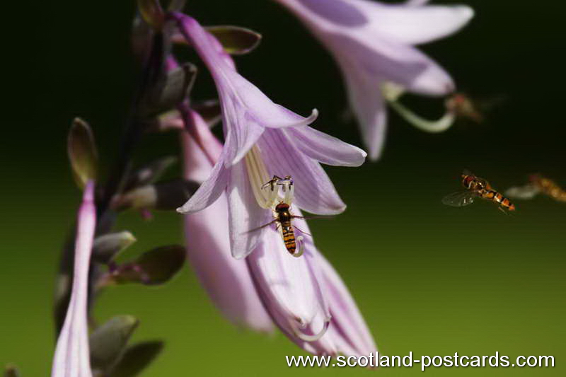 Syrphid Hoverflys Syrphid Hoverflys