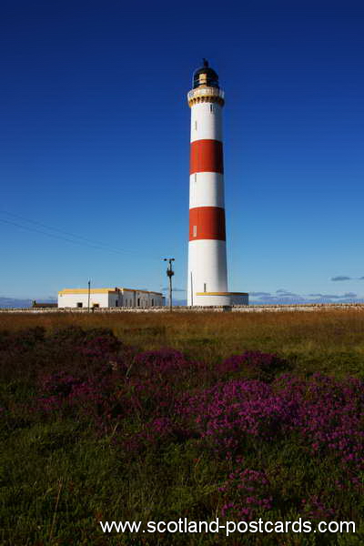 Tarbat Ness Lighthouse Heather Tarbat Ness Lighthouse Heather