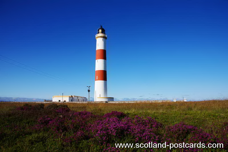 Tarbat Ness Lighthouse Purple Heather Tarbat Ness Lighthouse Purple Heather