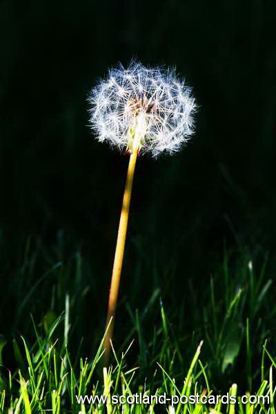 The Dandy The Dandy