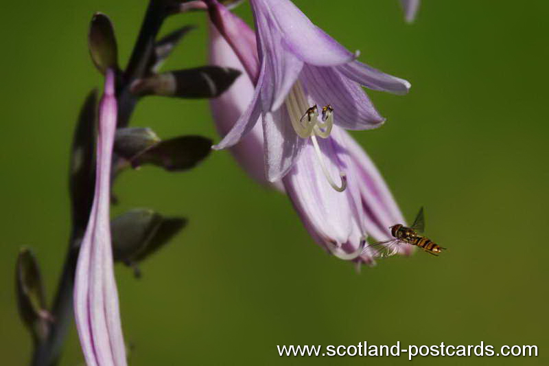 The Hoverfly The Hoverfly