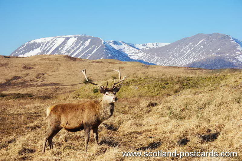 The Stag The Stag
