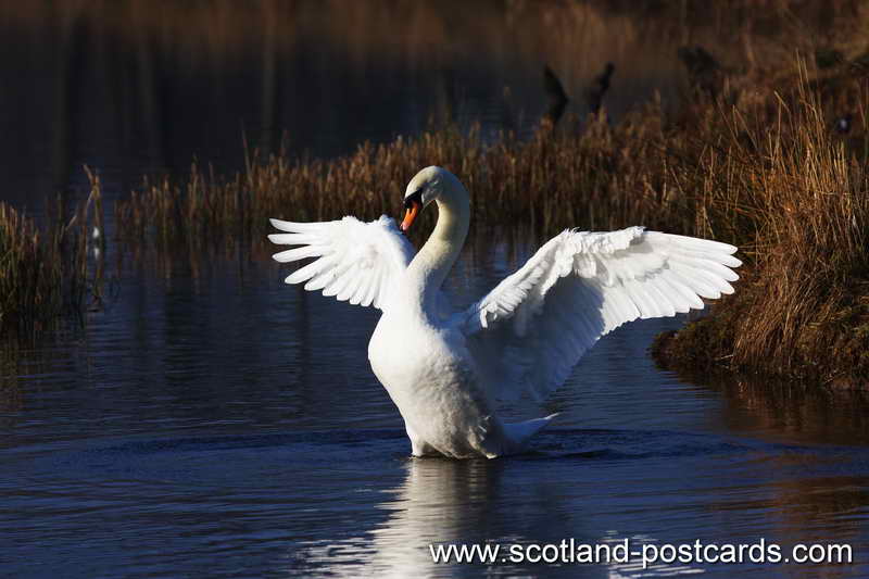 The Swan The Swan