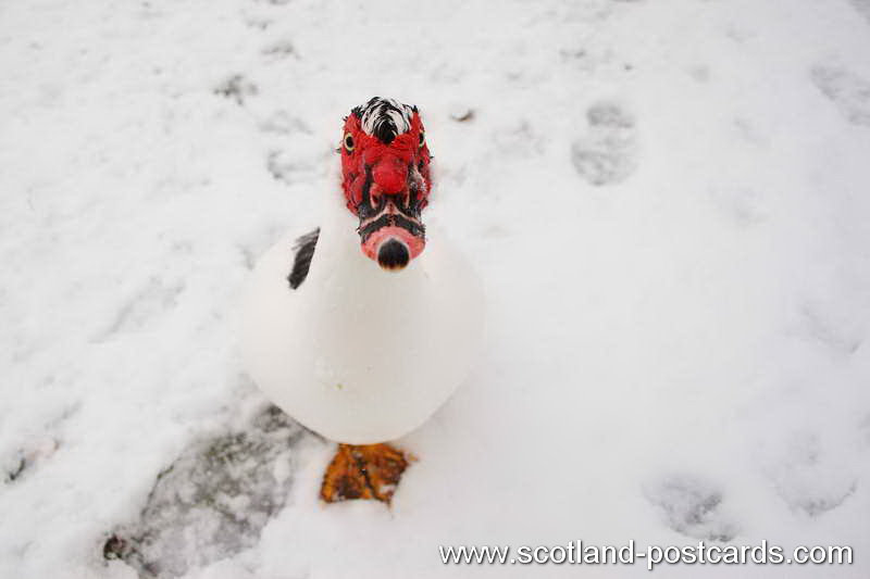 The Ugly Duck The Ugly Duck