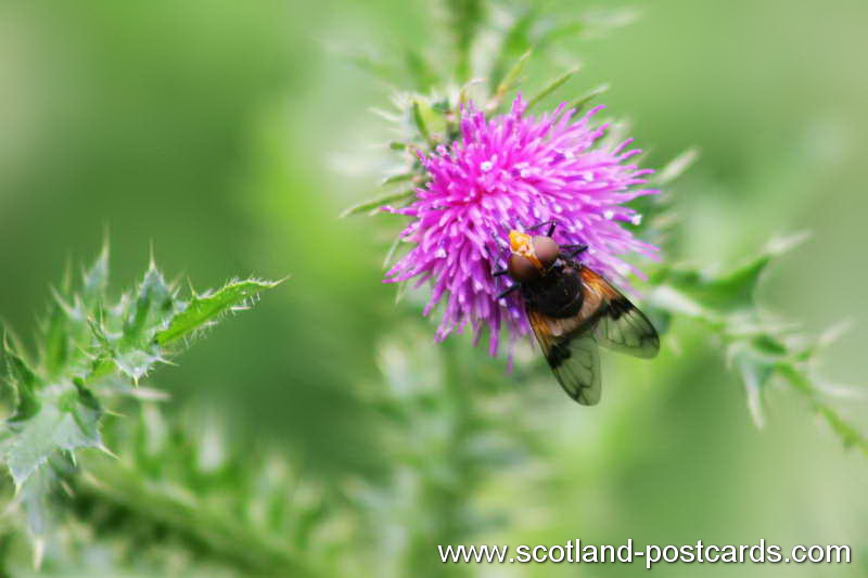 Thistle Fly Thistle Fly