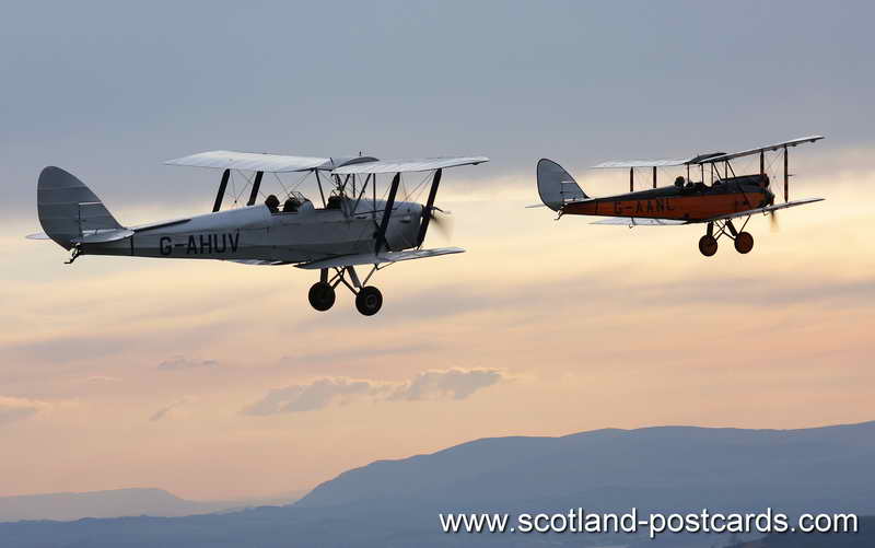 Tiger & Gypsy Moth Tiger & Gypsy Moth