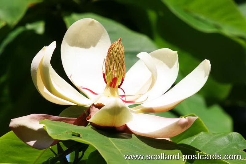 Tree Flower Tree Flower