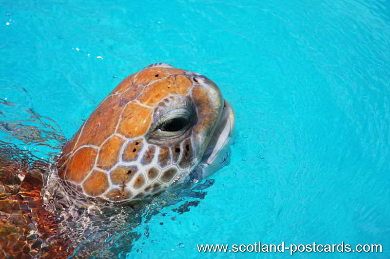 Turtle Head Turtle Head
