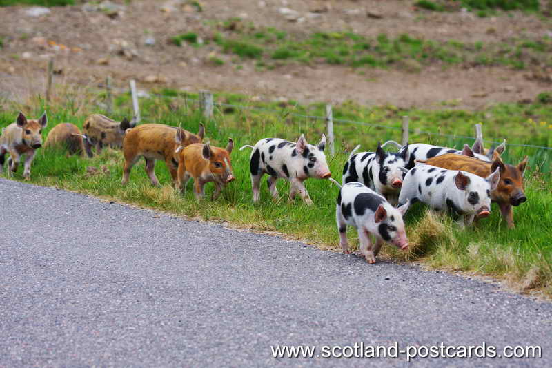 Wee Pigs Walking Wee Pigs Walking