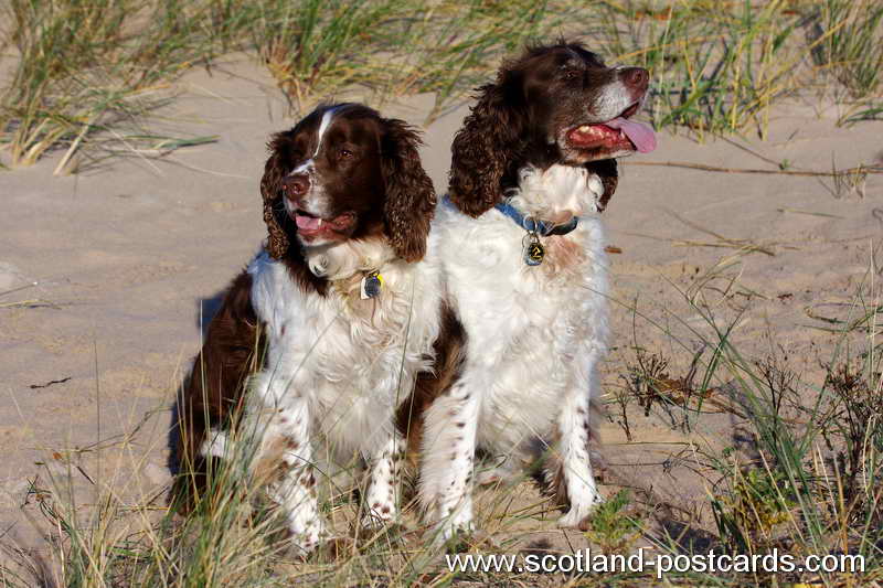 Whisky and Barney IMG 1761 Whisky and Barney IMG 1761