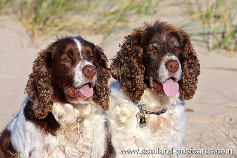 Whisky and Barney IMG 1773 Whisky and Barney IMG 1773