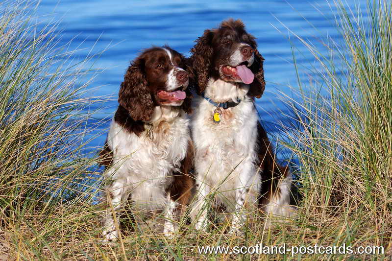 Whisky and Barney IMG 1778c Whisky and Barney IMG 1778c