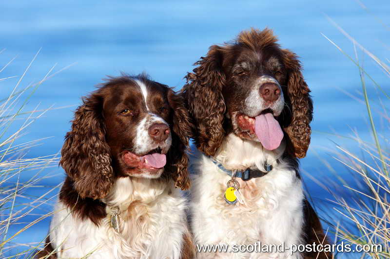 Whisky and Barney IMG 1781 Whisky and Barney IMG 1781