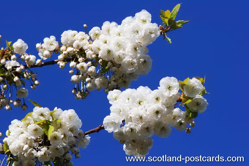 White Blossom White Blossom