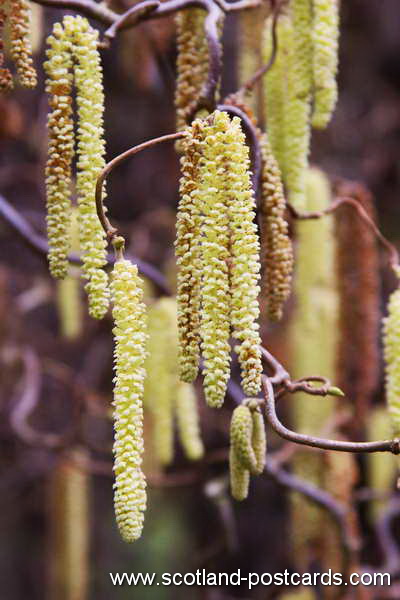 Willow Willow