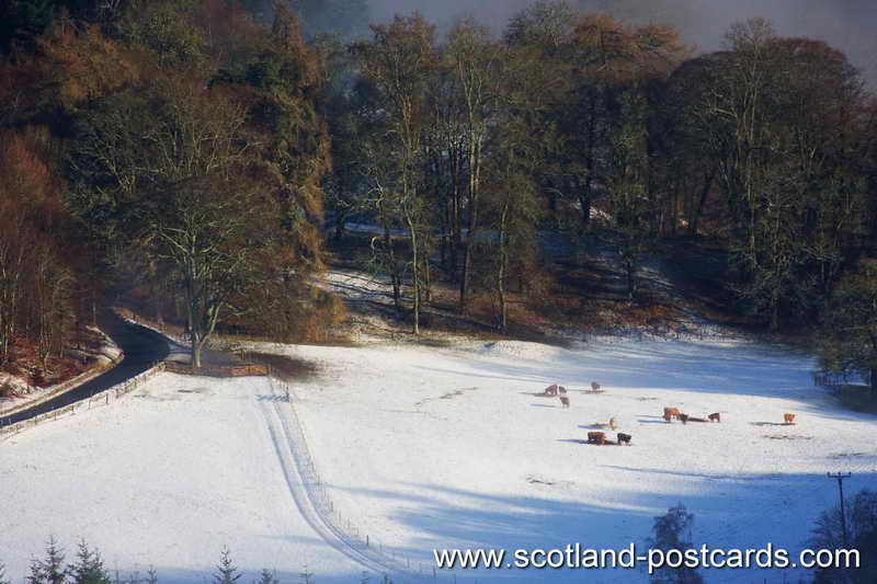 Winter Grazing Winter Grazing